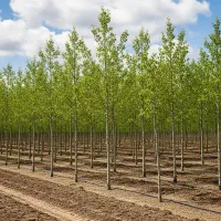 صنوبر تبریزی، بهترین انتخاب برای مناطق سردسیر