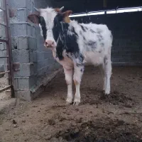 گوساله‌ مهلی