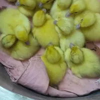 جوجه اردک روسی