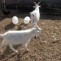 نر بزغاله سانن