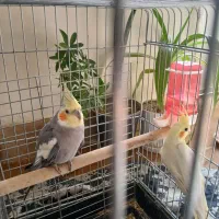 یک جفت عروس هلندی به فروش می رسد|پرنده|کازرون, |دیوار