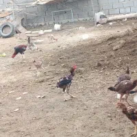 تعدادی مرغ و خروس لاری|حیوانات مزرعه|خوی, |دیوار