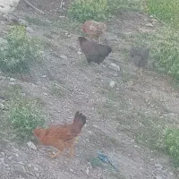 و ووارک و کلشر