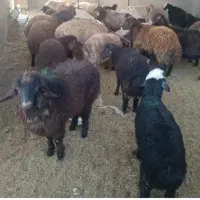 گوسفندخونی جهت مجالس وحجاج وغیره