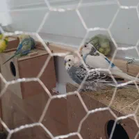 مرغ عشق روبینو