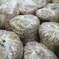 پسته خام|خوردنی و آشامیدنی|راهگان, |دیوار