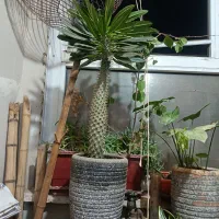 گل بزرگ مناسب تزیین منزل و مغازه