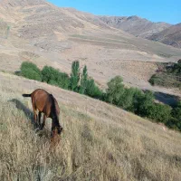 اسب|اسب و تجهیزات اسب‌سواری|گرمی, |دیوار