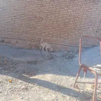 سگ پاکوتاه|سگ|فارسان, |دیوار