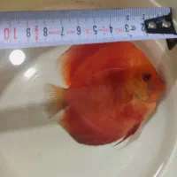 ماهی دیسکس آکواریوم|ماهی|فردیس, قریشی|دیوار