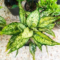 گلخانه نفس سبز|گل و گیاه طبیعی|خرمشهر, |دیوار