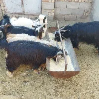 ۵ بزغاله نر و یک چبش فروشی ( مناسب برای ذبح)