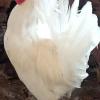 فروش خروس محلی