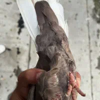 کفتر|پرنده|شیراز, بهارستان|دیوار