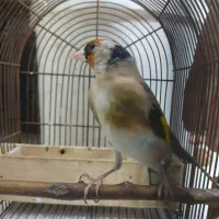 سهری جفت خور