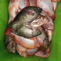 ماهی تیلا پیا پرورشی