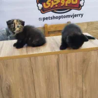 انواع نژاد بچه. گربه