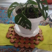 گل طبیعی|گل و گیاه طبیعی|پردیس, فاز ۸|دیوار