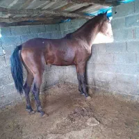 فروش فوری به دلیل احتیاج پول