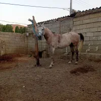 اسب نر|اسب و تجهیزات اسبسواری|گرمی, |دیوار