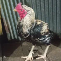 خروس لاری اصل افغان