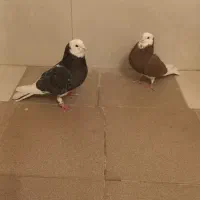 شازده|پرنده|مبارکه, |دیوار