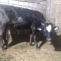 گاو نر سویسی