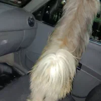 شیتزو سگ خانگی