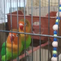 طوطی برزیلی|پرنده|چهاردانگه (تهران), |دیوار