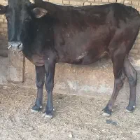 گاو یا گوساله