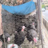 فروش بوقلمون