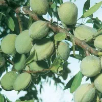 نهالستان گردو و ارقام متنوع میوه های پربار پالیز|خدمات باغبانی و درختکاری|لامرد, |دیوار