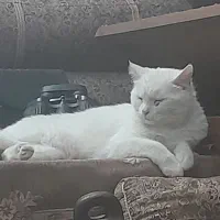 گربه پرشین 4 تومان فوری فوری فقط تا ۲۴ فروردین