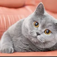 گربه اسکاتیش ۷ تومن