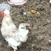 خروس گلین اصل