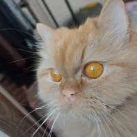 گربه ماده پرشین آماده جفت‌گیری