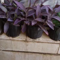 گل قاشقی|گل و گیاه طبیعی|قم, دروازه ری|دیوار