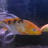 سه عدد ماهی کوی باله بلند 30سانتی|ماهی|مشهد, تلگرد|دیوار