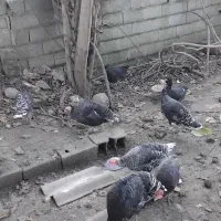 فروش بوقلمون به صورت کلی وتکی