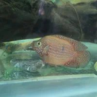 جفت جوئل مولد|ماهی|اصفهان, عاشق‌آباد|دیوار