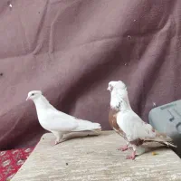 ی جفت کفتر دمبی