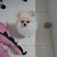 پامرانین خرسی سایز صفر