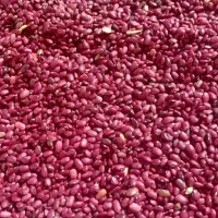 فروش جزئی انجیر گردو حبوبات کشمش افتابی مویز|خوردنی و آشامیدنی|یزد, |دیوار