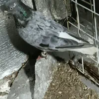 ماده دمسفید