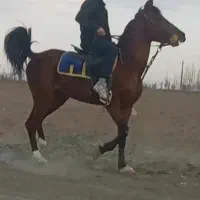 دره شور پر خون.)معاوضه(