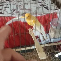 قناری بخون وعالی