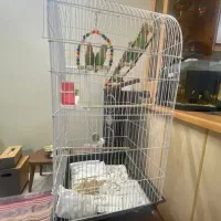 کوتوله بریزیلی