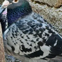 ۶۰۰ نشسته