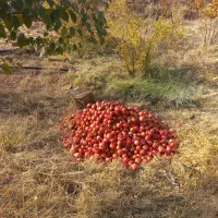 انار قرمز|خوردنی و آشامیدنی|چگنی, |دیوار