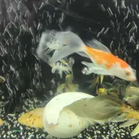 ماهی   کوی ژاپن|ماهی|کرمان, |دیوار